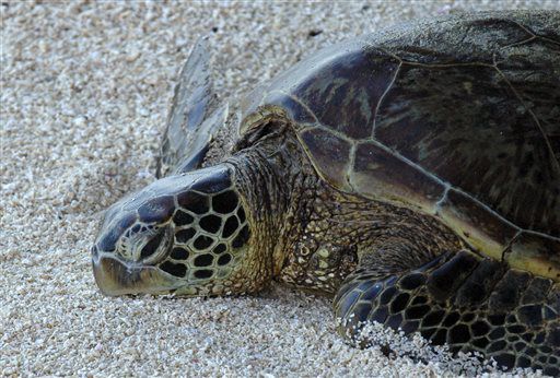 Green sea turtle